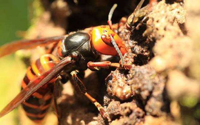 家里有中國(guó)大虎頭蜂象征什么(虎頭蜂做窩的風(fēng)水怎么樣？)