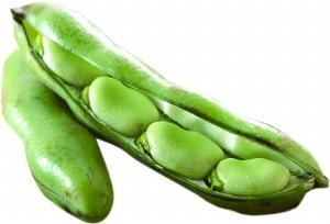 蠶豆與豌豆的區(qū)別是什么(蠶豆與豌豆的區(qū)別) 蠶豆與豌豆的區(qū)別是什么(蠶豆與豌豆的區(qū)別)