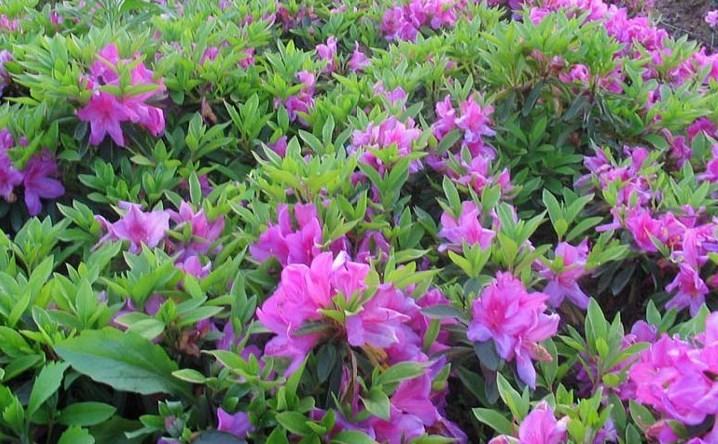 毛鵑是什么科屬植物 毛鵑是什么科屬植物