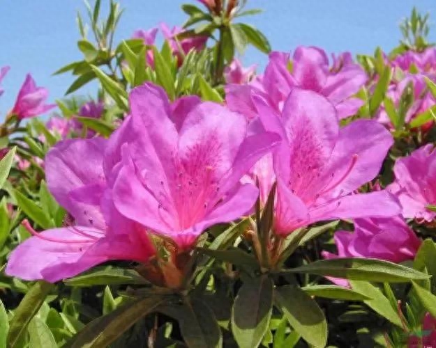 毛鵑是什么科屬植物 毛鵑是什么科屬植物