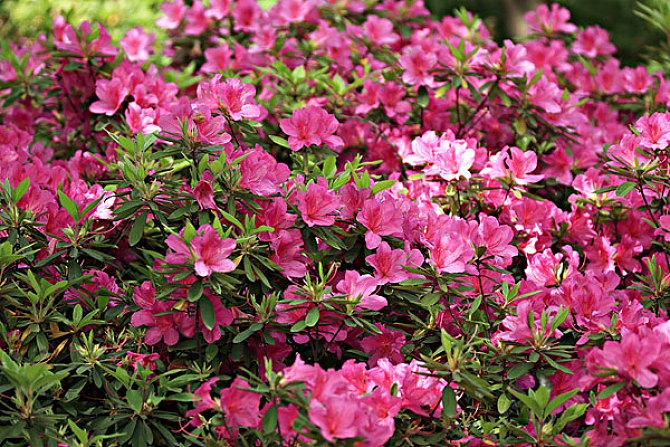 毛鵑是什么科屬植物 毛鵑是什么科屬植物