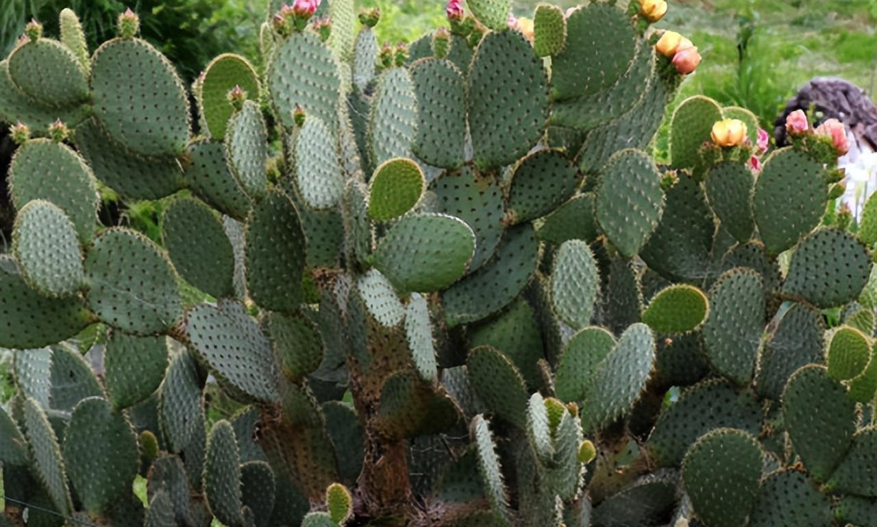 仙人掌有葉子嗎（仙人掌葉子的特征和常見(jiàn)品種）