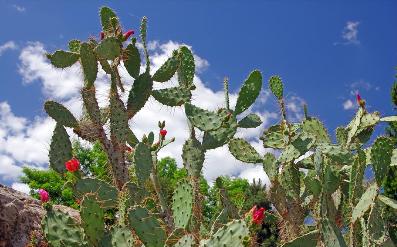仙人掌有葉子嗎（仙人掌葉子的特征和常見(jiàn)品種）