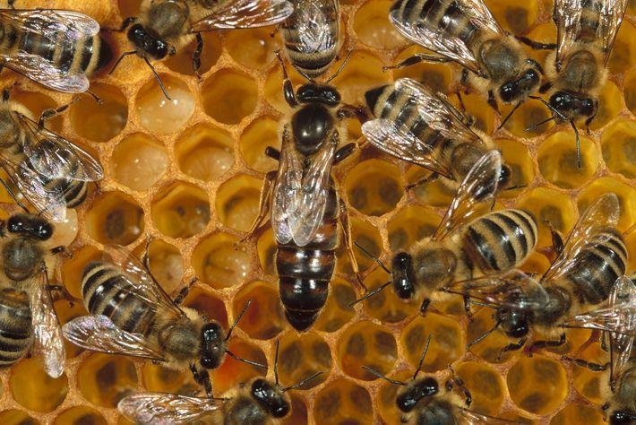 為什么雄蜂和蜂后交配完就會(huì)死