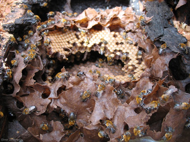 為什么雄蜂和蜂后交配完就會(huì)死