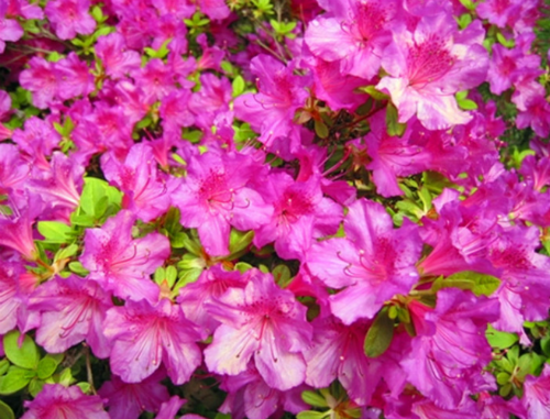 小葉杜鵑是什么科屬植物(小葉杜鵑的介紹及常見品種) 小葉杜鵑花怎么養才好看 小葉杜鵑花的養殖方法和注意事項