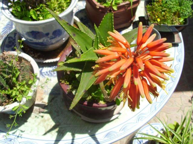 蘆薈開花了是怎么回事(蘆薈開花的寓意和兆頭) 蘆薈開花了是怎么回事(蘆薈開花的寓意和兆頭)