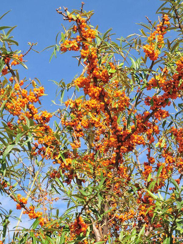 沙棘是什么科屬植物(沙棘的種植和利用價(jià)值) 沙棘是什么科屬植物(沙棘的種植和利用價(jià)值)