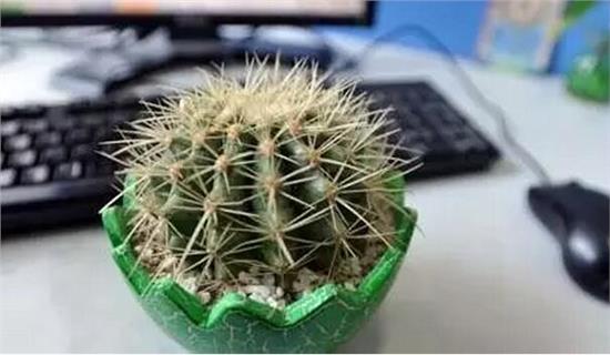 仙人掌防輻射是真的嗎(仙人掌的作用) 仙人掌防輻射是真的嗎(仙人掌的作用)