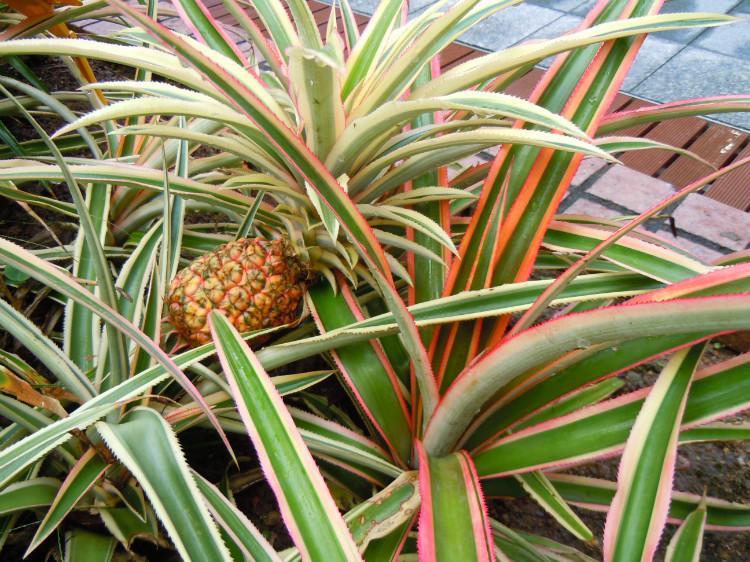 菠蘿的拼音怎么拼寫(xiě)(菠蘿的正確讀音及和鳳梨的區(qū)別) 菠蘿的拼音怎么拼寫(xiě)(菠蘿的正確讀音及和鳳梨的區(qū)別)