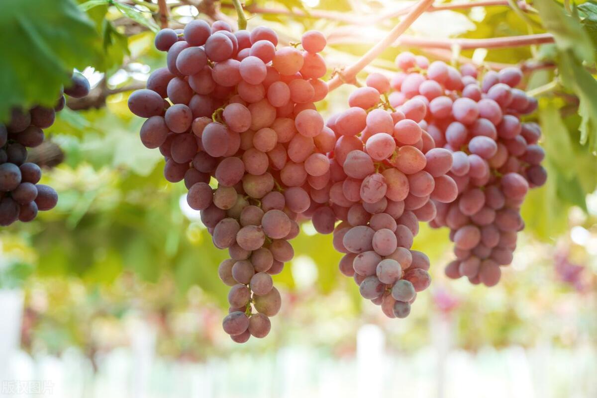 葡萄和提子的區(qū)別在哪里 葡萄和提子的區(qū)別在哪里