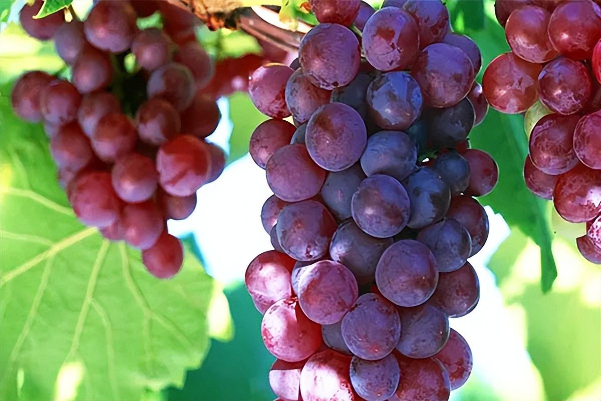 葡萄種類(lèi)名稱(chēng)及圖片（常見(jiàn)18種葡萄的區(qū)別及口感）