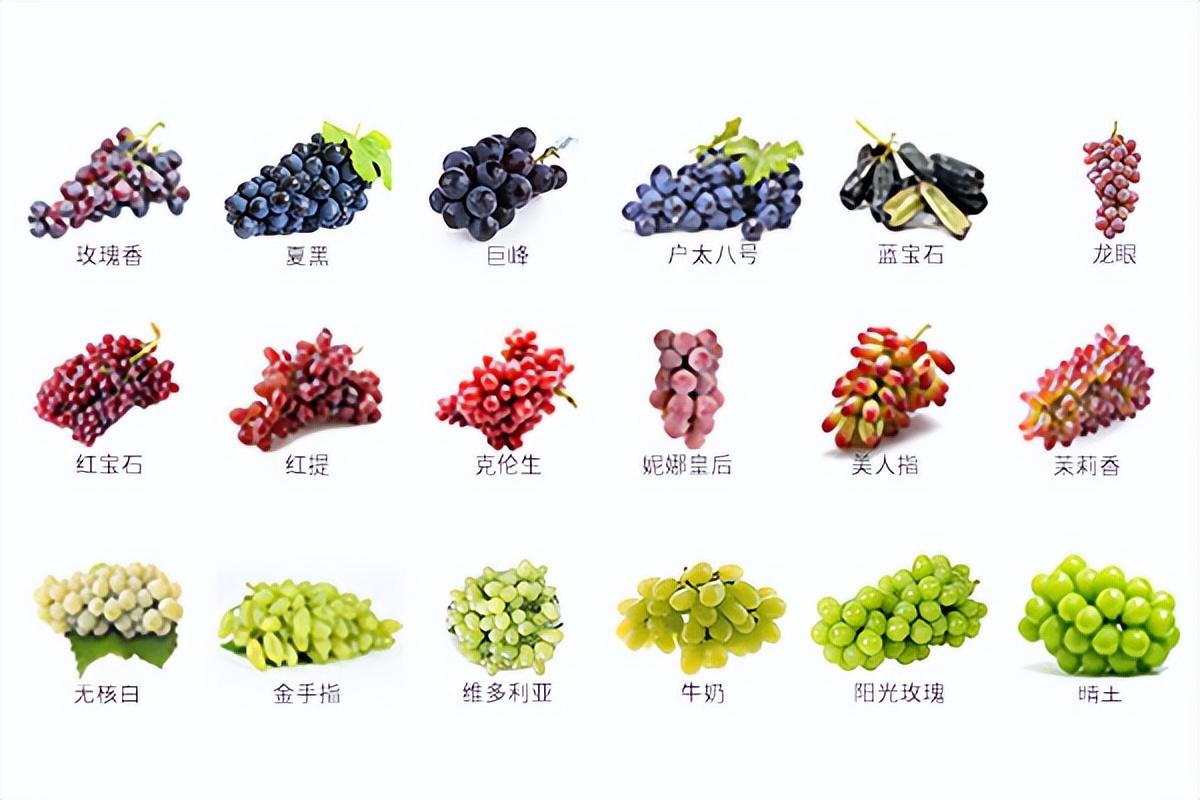 葡萄種類(lèi)名稱(chēng)及圖片（常見(jiàn)18種葡萄的區(qū)別及口感）