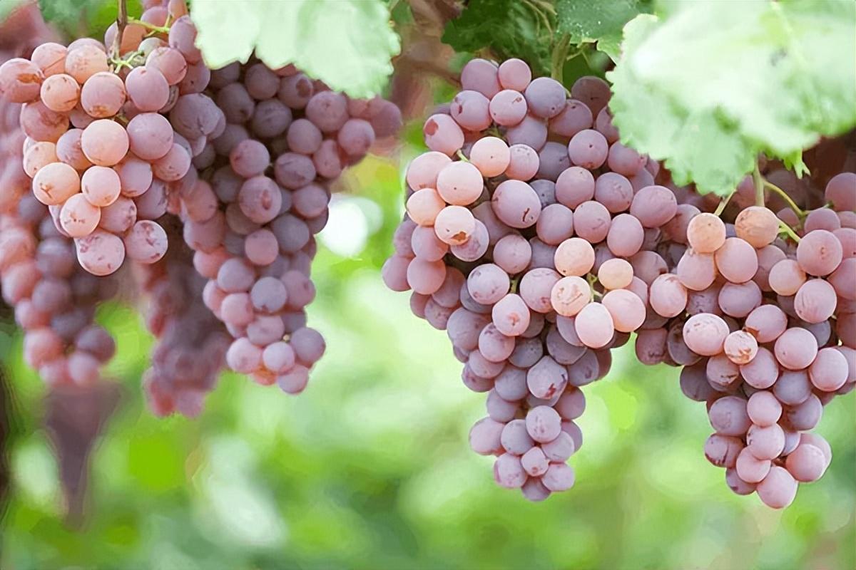 葡萄種類(lèi)名稱(chēng)及圖片（常見(jiàn)18種葡萄的區(qū)別及口感）