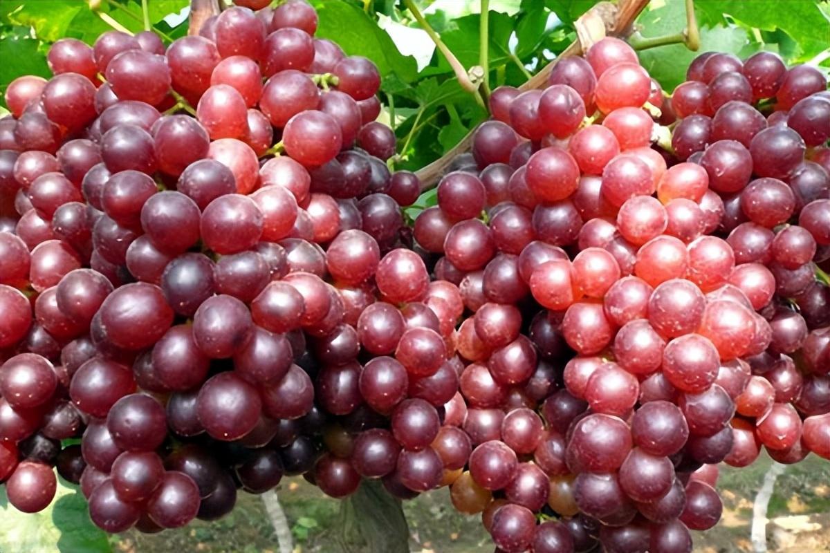 葡萄種類(lèi)名稱(chēng)及圖片（常見(jiàn)18種葡萄的區(qū)別及口感）