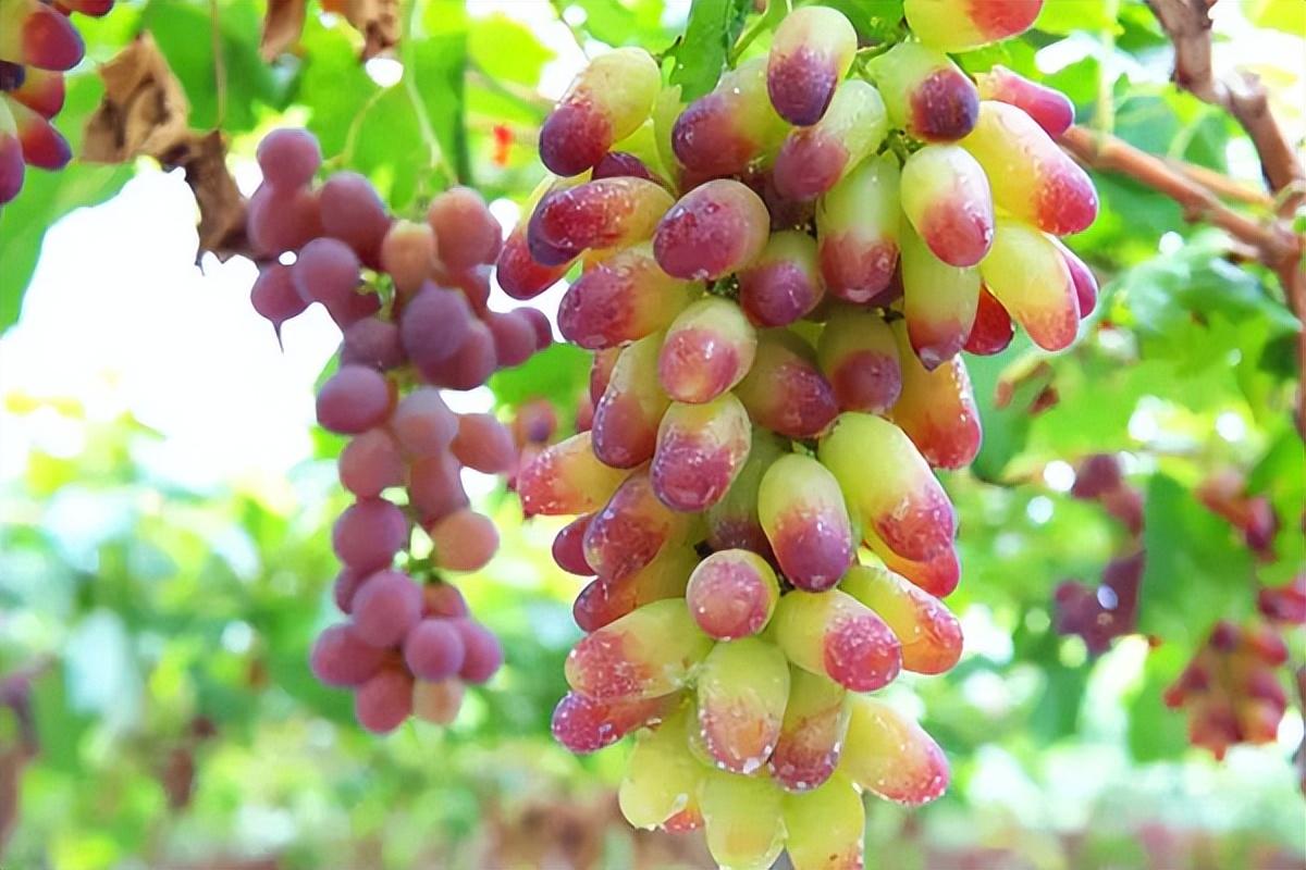 葡萄種類(lèi)名稱(chēng)及圖片（常見(jiàn)18種葡萄的區(qū)別及口感）