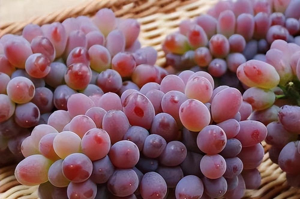 葡萄種類(lèi)名稱(chēng)及圖片（常見(jiàn)18種葡萄的區(qū)別及口感）