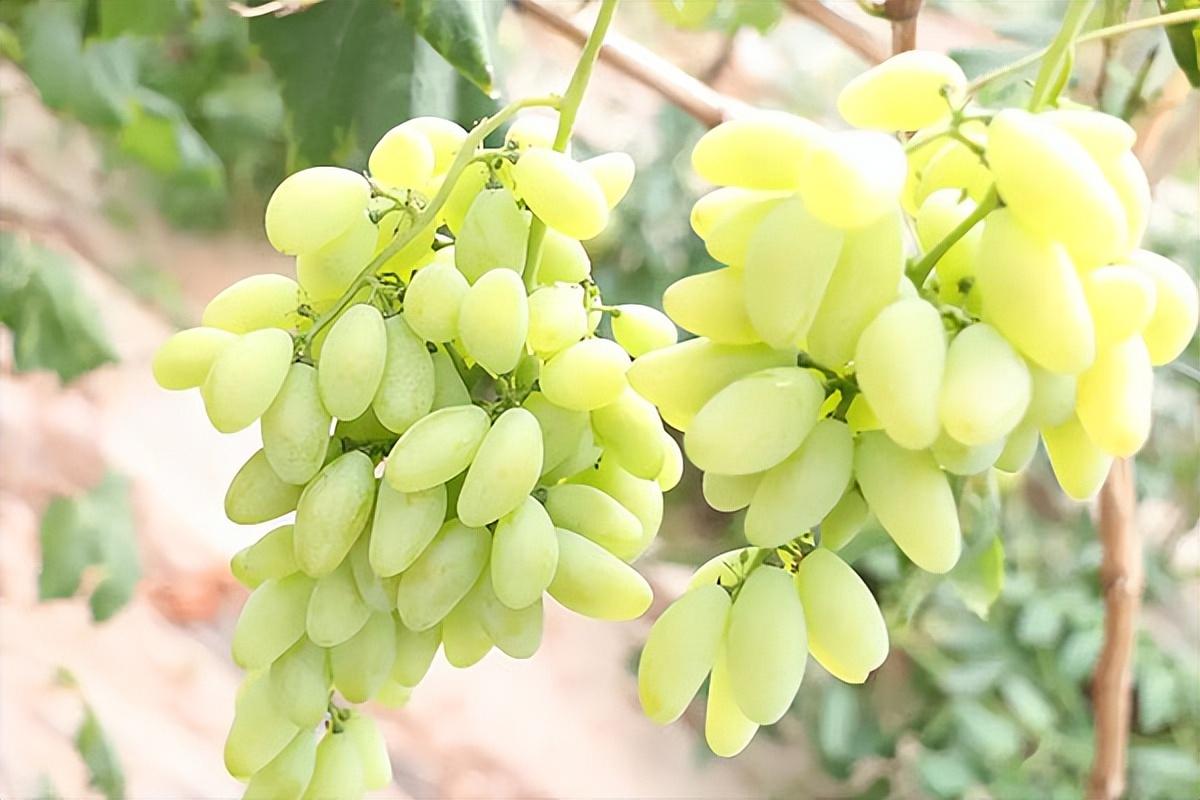 葡萄種類(lèi)名稱(chēng)及圖片（常見(jiàn)18種葡萄的區(qū)別及口感）