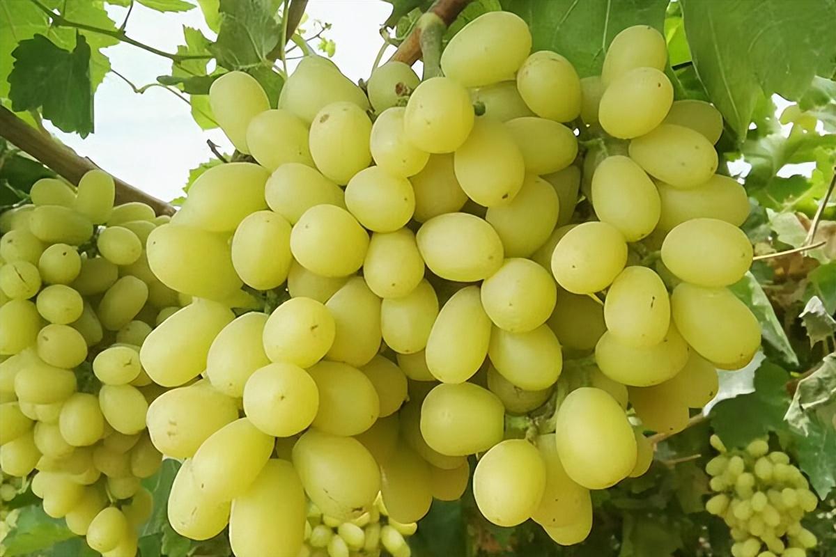 葡萄種類(lèi)名稱(chēng)及圖片（常見(jiàn)18種葡萄的區(qū)別及口感）