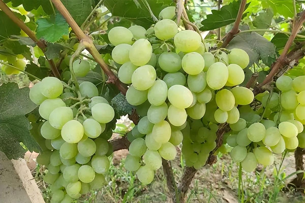 葡萄種類(lèi)名稱(chēng)及圖片（常見(jiàn)18種葡萄的區(qū)別及口感）