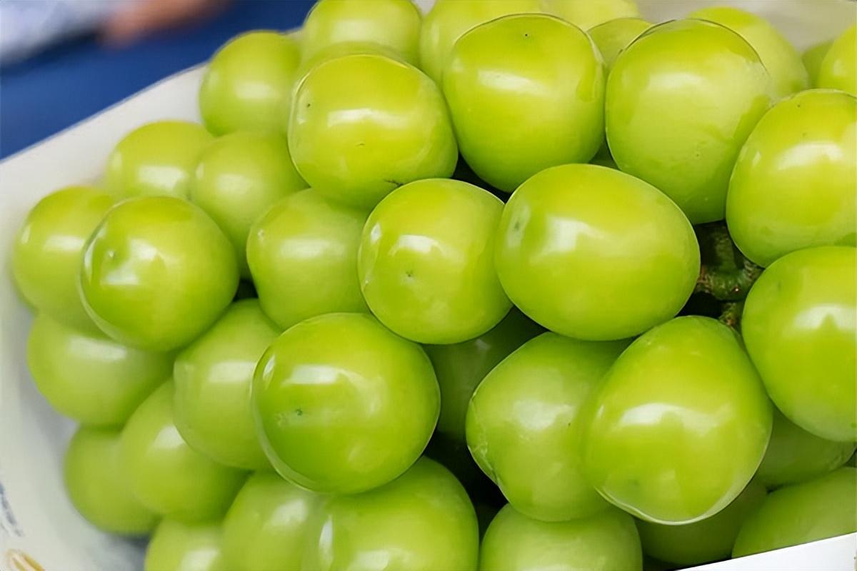 葡萄種類(lèi)名稱(chēng)及圖片（常見(jiàn)18種葡萄的區(qū)別及口感）