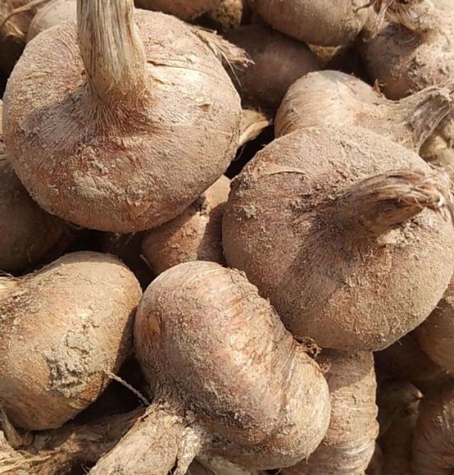 西紅花種子怎么種什么時(shí)候種(西紅花種子的種植方法) 西紅花種子怎么種什么時(shí)候種(西紅花種子的種植方法)