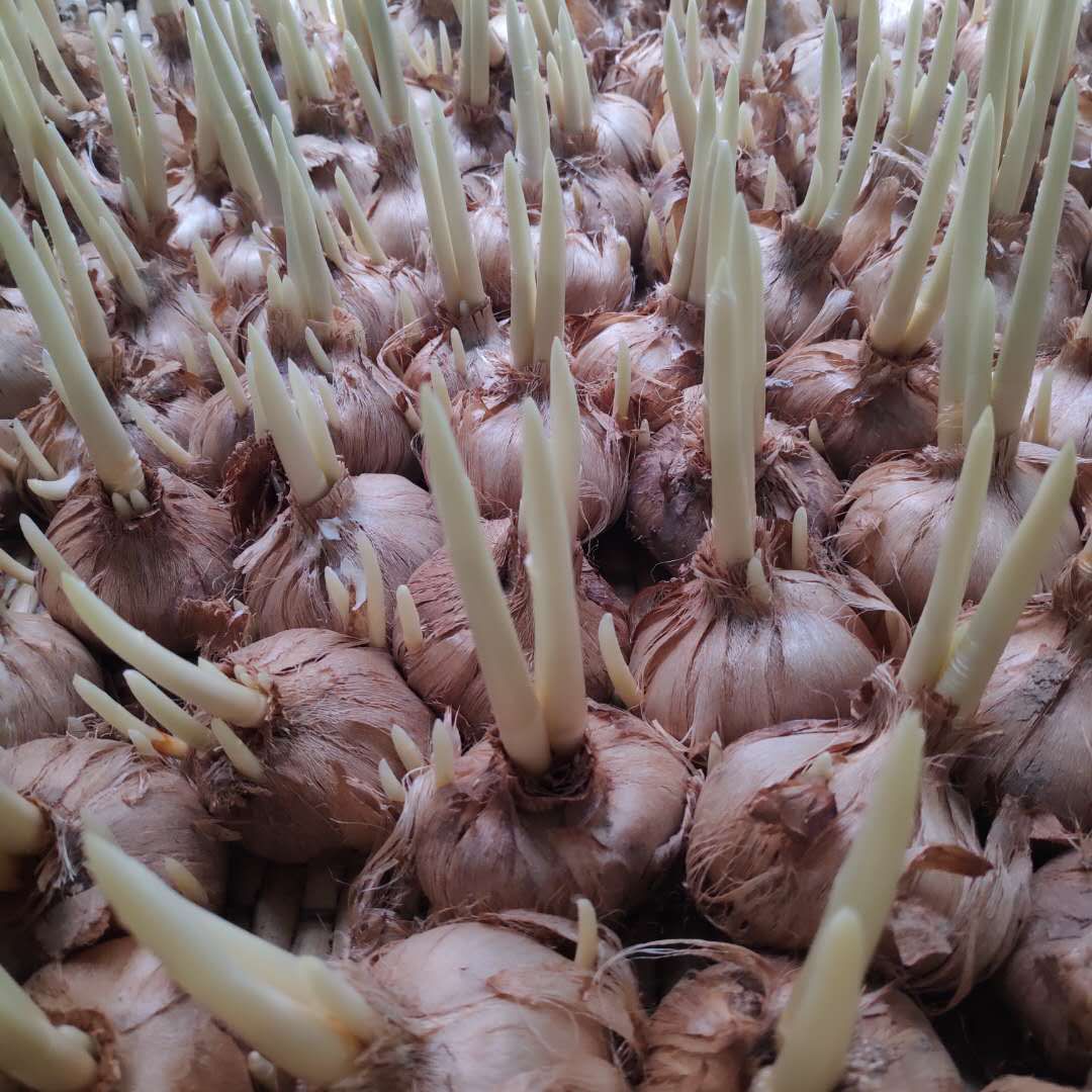 西紅花種子怎么種什么時(shí)候種(西紅花種子的種植方法) 西紅花種子怎么種什么時(shí)候種(西紅花種子的種植方法)