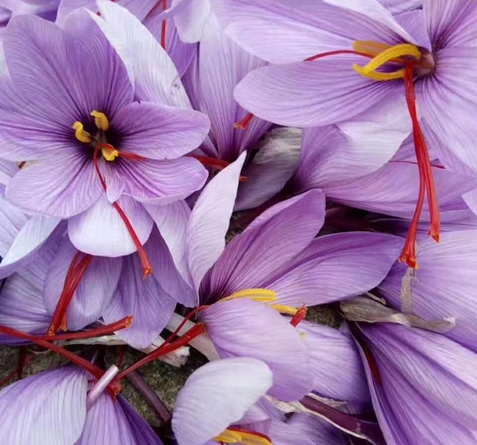 西紅花種子怎么種什么時(shí)候種(西紅花種子的種植方法) 西紅花種子怎么種什么時(shí)候種(西紅花種子的種植方法)