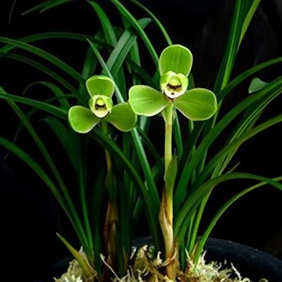 蘭花的英文怎么讀怎么寫(蘭花的英文和花語寓意) 蘭花的英文怎么讀怎么寫(蘭花的英文和花語寓意)