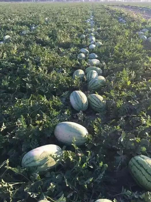 西瓜產(chǎn)地哪里最好(中國10大優(yōu)質(zhì)西瓜產(chǎn)地) 西瓜產(chǎn)地哪里最好(中國10大優(yōu)質(zhì)西瓜產(chǎn)地)