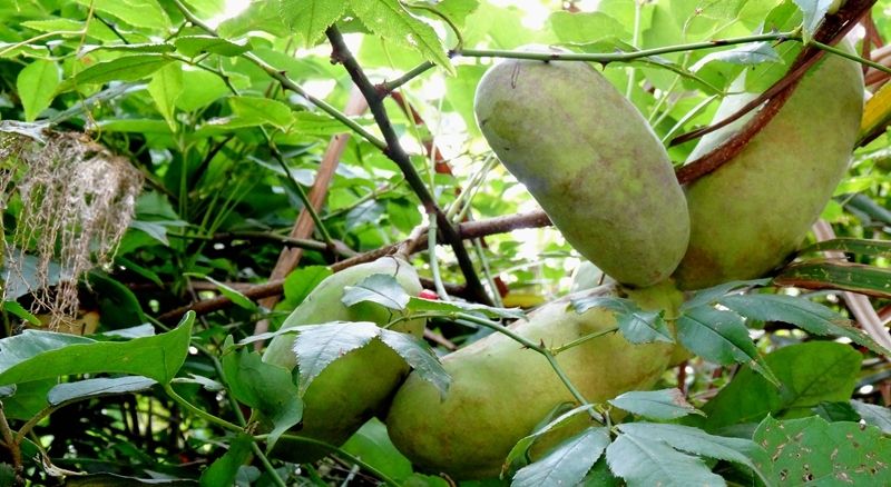 八月瓜怎么種植(八月瓜種植技術及管理方法) 八月瓜怎么種植(八月瓜種植技術及管理方法)