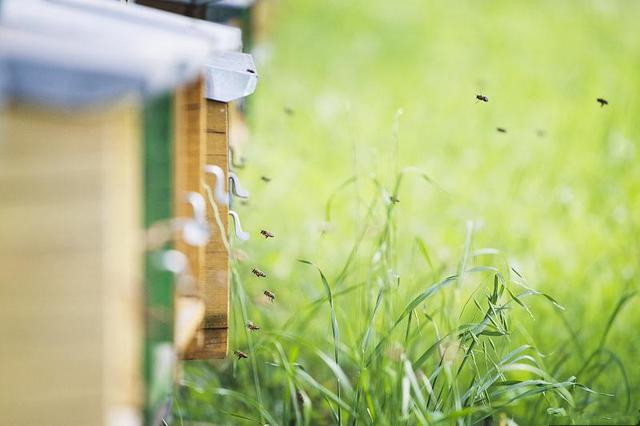 蜂王試飛時間在幾點(蜂王試飛時間和交尾次數) 蜂王試飛時間在幾點(蜂王試飛時間和交尾次數)