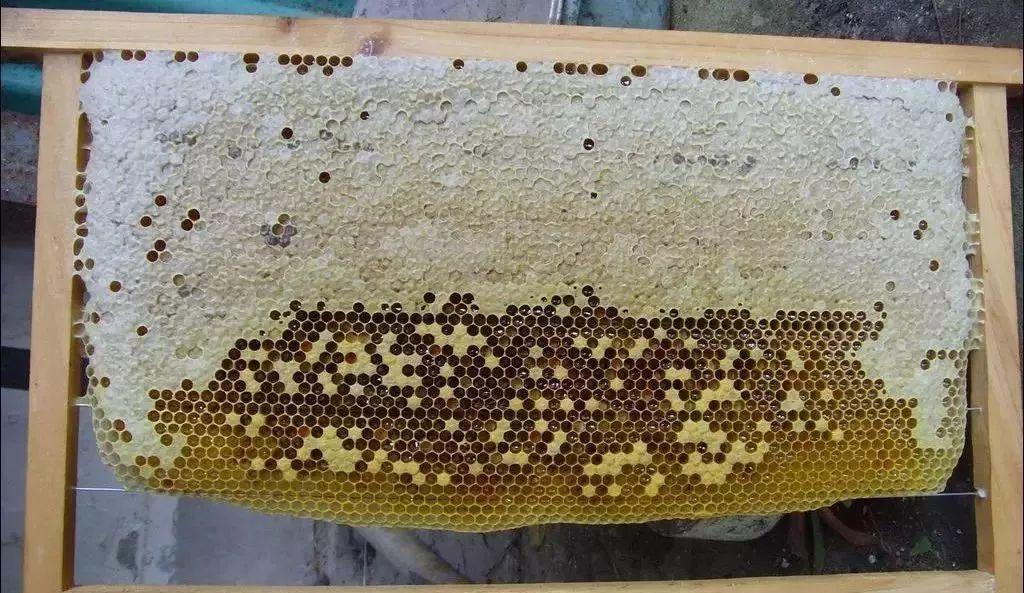 子脾和蜜脾有什么區別(區分子脾和蜜脾的方法) 子脾和蜜脾有什么區別(區分子脾和蜜脾的方法)