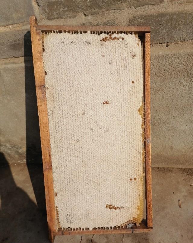 子脾和蜜脾有什么區別(區分子脾和蜜脾的方法) 子脾和蜜脾有什么區別(區分子脾和蜜脾的方法)