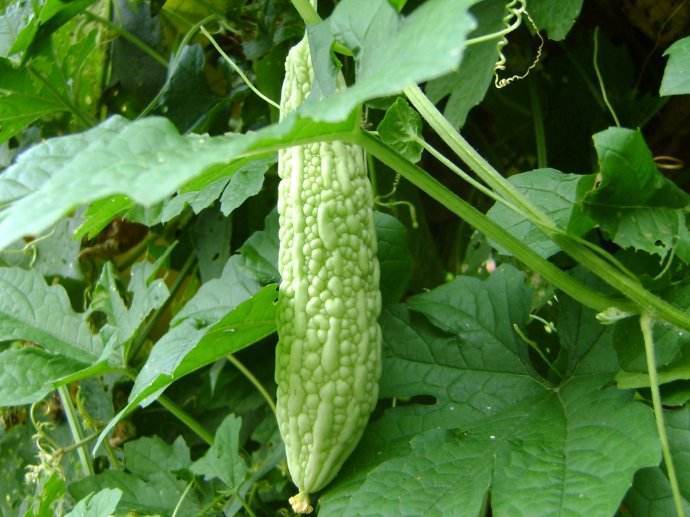 苦瓜的英文怎么讀寫(苦瓜英文的讀寫和介紹) 苦瓜的英文怎么讀寫(苦瓜英文的讀寫和介紹)