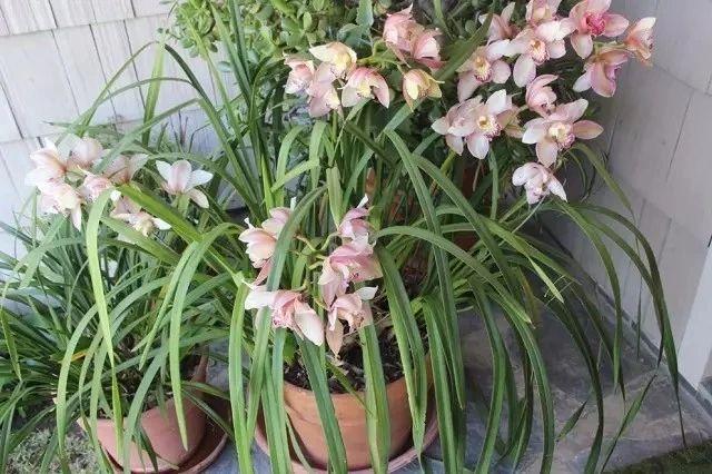 蘭花的養殖方法和注意事項(盆栽蘭花的正確種植方法) 蘭花的養殖方法和注意事項(盆栽蘭花的正確種植方法)