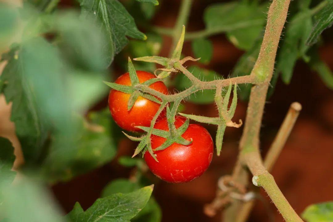 西紅柿什么時候傳入中國(番茄起源地和流入中國的時間) 西紅柿什么時候傳入中國(番茄起源地和流入中國的時間)