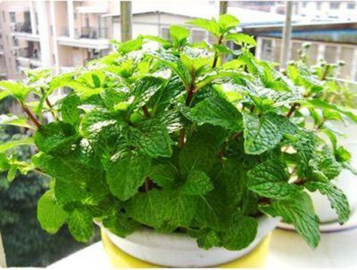 薄荷怎么養(yǎng)盆栽(從選購到養(yǎng)護(hù)全攻略) 薄荷怎么養(yǎng)盆栽(從選購到養(yǎng)護(hù)全攻略)