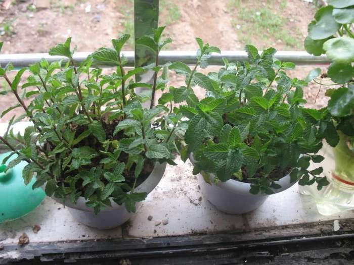 薄荷怎么養(yǎng)盆栽(從選購到養(yǎng)護(hù)全攻略) 薄荷怎么養(yǎng)盆栽(從選購到養(yǎng)護(hù)全攻略)