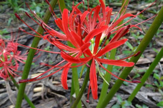 彼岸花的寓意和花語是什么（彼岸花的象征意義和特殊含義）