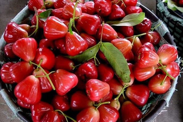 蓮霧多少錢一斤（蓮霧的市場價(jià)格）