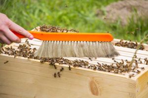 蜜蜂怎么養才不會逃跑？