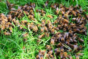 怎樣找到野生蜜蜂窩？