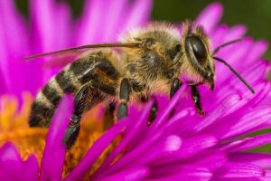 「基礎(chǔ)篇」蜜蜂的初步認(rèn)識