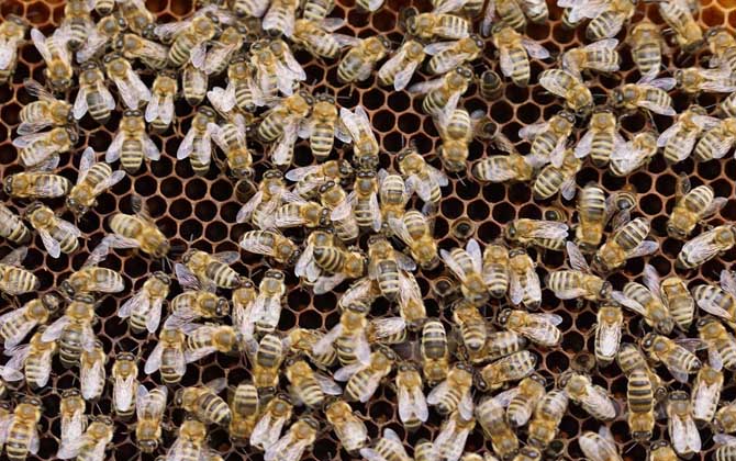 我國(guó)目前有多少群蜜蜂？