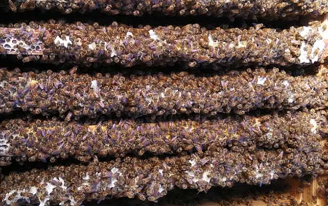 2021年中蜂多少錢(qián)一箱？