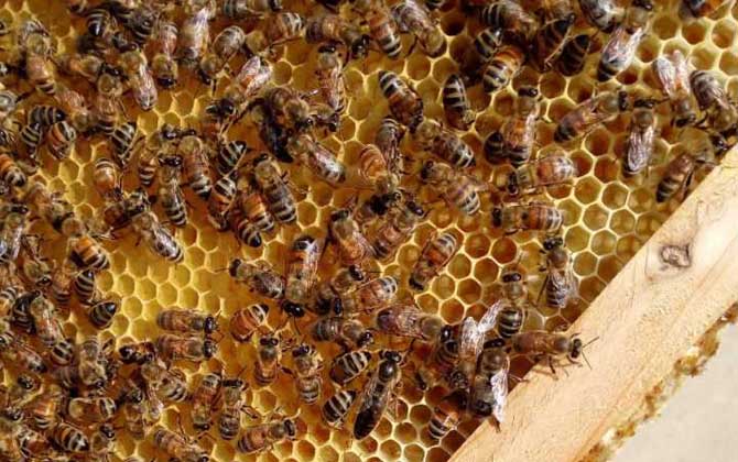 蜂王產(chǎn)卵后還會交尾嗎？