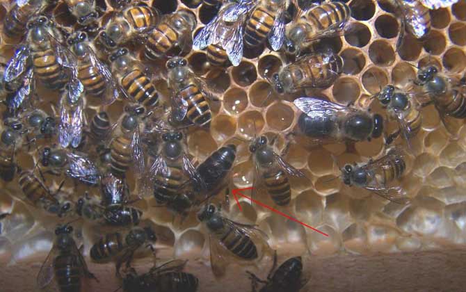 新蜂王交尾成功有什么標(biāo)志？
