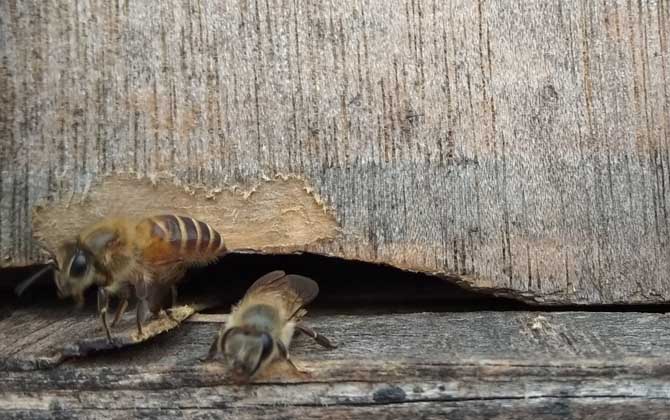 被土蜂蟄了怎么處理？