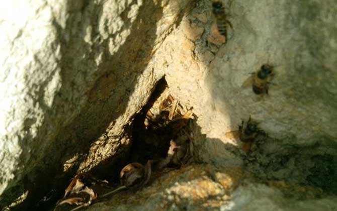 野生蜜蜂什么時候分蜂？